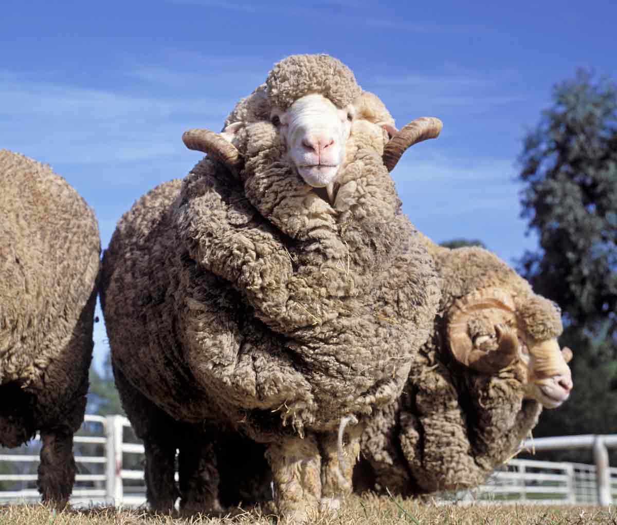 Merino-Ram